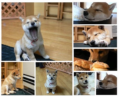 カン太