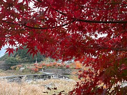 紅葉１