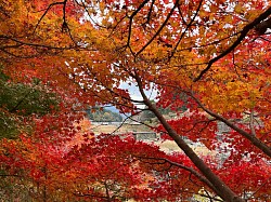 紅葉2