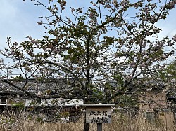 伊勢奥津駅近くを散歩。古い映画館の看板が。